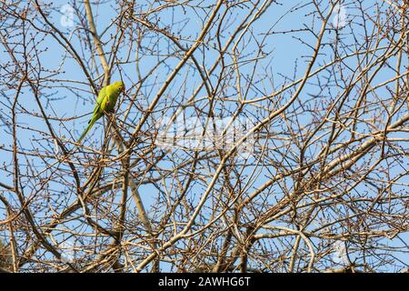 Parrot assis sur un arbre dans un parc de la ville Banque D'Images