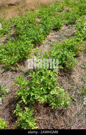 Pas de jardinage de creusage: Plantes de pommes de terre vertes qui poussent dans des couvre-lits de paillis de paille séchée ou de foin. Banque D'Images