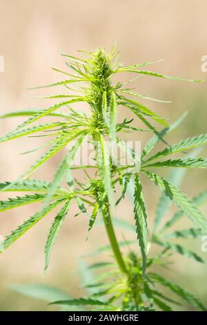 Vue de dessus de la plante de marijuana (cannabis Sativa) avec des bourgeons et des feuilles qui poussent à l'extérieur au soleil d'été. Banque D'Images
