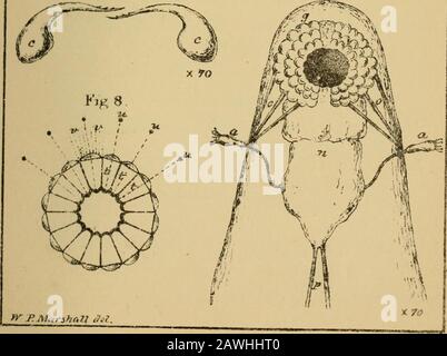 Naturaliste Midland . Fl «5 6. Fig. 7. Jeptodora hyaiina. LEPTODORA HYALINA. 257 SUR LEPTODORA HYALINA.* PAR W. P. MARSHALL, C.E. Ce très intéressant Entomostracon a attiré une attention particulière de la circonstance qu'il a été entièrement inconnu dans ce pays jusqu'à l'année en cours, ayant été précédemment trouvé seulement sur le continent; Mais il a maintenant été trouvé en grande abondance dans le bourdon de Birmingham, au réservoir d'Olton et à la piscine d'Edgbaston, les seuls endroits dans ce pays où il a été rencontré à l'heure actuelle. La créature ThisLittle est également intéressante à partir de sa remarquable transparence Banque D'Images