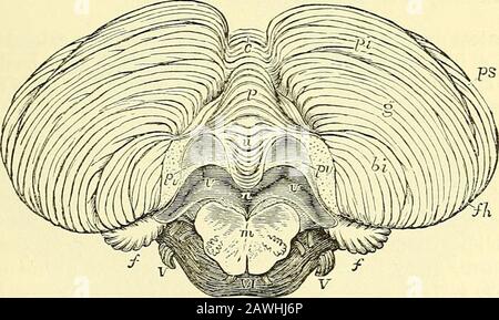 Les éléments de l'anatomie de Quain . om la substance blanche de la partie centrale du cervelet. Il est moins e^isily affiché que le velum supérieur, dissimulé par une partie du cervelet, qui est attaché à la surface sous ou postérieure. Il sera plus loin remarqué dans tlie de la descriptioncervelet. Le CEKEBELIiUM. Le cervelet ou le cerveau obstacle (fig. 276) se compose de deux Iwni-splieres latéraux réunis par une portion médiane appelée, de la singulière ap-pessance causée par les furrows ou crêtes transversales sur elle, la vermiform j^irocess wormor. Ceci est visible sur la surface inférieure dans le TH Banque D'Images