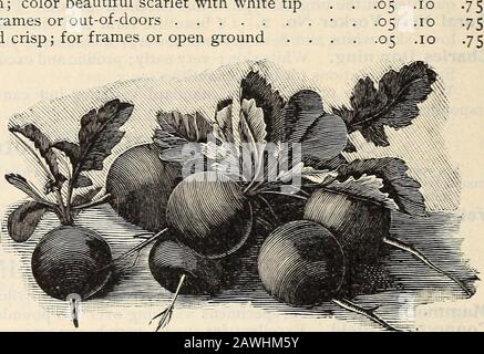 R & JFarquhar and Co'scatalog, 1897 : plantes à graines testées fiables, ampoules engrais outils, etc . y petit déjeuner français. Forme ovale beau; couleur belle écarlate avec pointe blanche En Forme d'olive précoce. Écarlate ; très tôt ; pour les cadres ou les portes-à-porte petite Scarlet. Très long et net ; pour les châssis ou les terrains ouverts. Arlington long Scarlet. Pousse de six à sept pouces de long ; très régulier et belle forme; fine stock sélectionné. PKT., 0,05; oz.,.io; lb., 1,00 $.Beckerts Chartier. Grande et belle; rose claire avec point blanc; pousse très même; croustillant et tendre. PKC, 0,05 ; oz., 10 ; lb., Banque D'Images