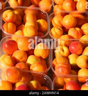 paniers remplis d'abricots oranges fraîchement cueillis dans les arbres à vendre Banque D'Images
