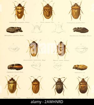 Genres insectorum. . FAM. PENTATOMIDÄSUBFAM. GRAPHOSOMATINA&GT; GENRES FNSECTORUM HETEROPTERA. FAM. PENTATOMIDÄSUBFAM. GR AP HO S OMATIN AR- 30 BIS FASCICULE HETEROPTERA GENRES INSECTORUM DIRIGÉS PAR P. WYTSMAN H ETEROPTERA FAM. PENTATOMID^ SUBFAM. Graphique OSO M ATI NM par H. SCHOUTEDEN 1906 Prix : FR 0.20 On scrit chez M. P. Wytsman, Zoologue, 43, rue Saint-Alphonse, à Bruxelles.Prospectus gratis et franco sur demande. Banque D'Images