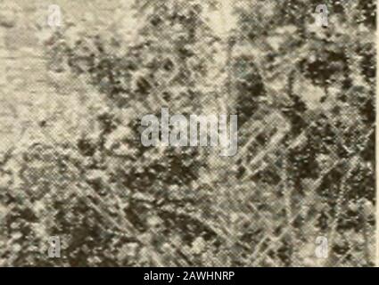 Fantôme du glacier et autres contes . r&gt;g^,.^^^. Copyright, LACKAWANNA RESORTS. Nouvelle importance, a changé son nom en FAirport, pour inculper sa grandeur en tant que ville de l'eau. Huit ans après le réoptent de l'historicname. L'annuaire des hôtels et des pensions, qui donne des tarifs et des informations complètes, sera envoyé par la poste sur demande, accompagné d'un cachet de 2 cent. POSTE PEINT, NEW YORK. Cette jolie ville rappelle une autre histoire ancienne de l'époque indienne, une histoire à laquelle la proéminence est donnée par un poste rouge, tenttyfeet en hauteur, une fois surmonté par une feuille de fer indienne qui tourna avec le vent, et par un fin bron Banque D'Images