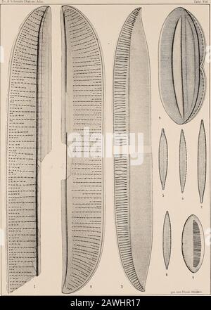 Atlas Der Diatomaceen-Kunde . Vorläufige Erläuterungen zu Dr. A. Sehmidts Atlas der Diatomaceenkunde Tafel 350. Herausgegegeben Von Friedrich Hustedt, Brême. Juillet 1924. S0 Vergrößerung 1000 fach, wenn nichts emerkt. •S Nitzschia pulcherrima Kitton. [•Amerika, r. M. J 1. Baie De Campeche. 2. Deux-Points, Mittel- 3. Ebenda. N. grandis Kitton. Siehe Tafel 351. I. 4. Bornéo, r. M. N. nicobarica Grün.5-8. Seychellen, r. M. N. tongatensis Grün. 9. Deux points, r. M. N. perversa Grün. Berichtigungen zu den Nitzsckia-Tafeln. Too Taf. 3355,4 = N. ventricosa Kitton. „ 33(5,28-si = N. obtusa W. Sm. Var Einige Abbildun Banque D'Images