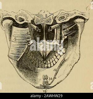 Le vade mecum de l'anatomiste : un système d'anatomie humaine . TI (circumfiexus) est un muscle mince et aplati; il aiise de la fosse scaphoïde à la base de la plaque internalpterygoide, de la partie adjacente de l'os sphénoïde, et de l'aspect antérieur du tube d'Eustachian. Il descend au processus thémaculaire, autour duquel il tm-ns, et se développe en tendinousaponeurosis, qui est inséré dans la crête transversale sur la portion hori-zontale de l'os du palais, et dans le raphe. Relations.—Par sa surface externe avec le pterygoidmuscle interne ; par sa surface interne avec le le le Banque D'Images