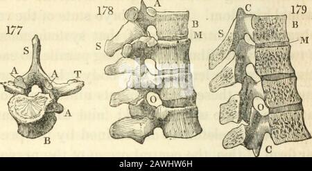 Physiologie animale et végétale, considérée en référence à la théologie naturelle, par Peter Mark Roget .. . il nervosystème. En posant les fondations du squelette, alors, le premier objet est de prévoir la sécu-rité de la moelle épinière : et cela est accompli en l'enfermant dans une série de cartilaginoussings, qui sont destinés à le protéger pendant sa croissance, et par leur ossification ultérieure, pour le protéger le plus efficacement de tous les prêtes dommageables-sûr. C'est cette partie du squelette, en conséquence, dont les rudiments apparaissent le plus tôt chez l'animal embryonnaire. Ces anneaux forment une colu Banque D'Images