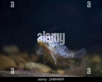 Ruffe, Gymnocephalus cernua, ruffe adulte sur le lit de la rivière, Notinghamshire, janvier Banque D'Images