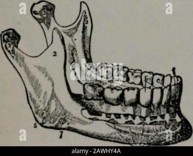 Le conseiller médical de bon sens du peuple en anglais ordinaire, ou, médecine simplifiée . hagus, Estomac, Intestins, Lacteals, Duct thoracique, Foie, Rate, andPancreas. 45. La Bouche est une cavité irrégulière située entre la mâchoire supérieure et la mâchoire inférieure, et contient les organes de mastication.Elle est délimitée par les lèvres devant, les joues sur les côtés, theroof de la bouche et les dents de la mâchoire supérieure au-dessus, et derrière le behind par les dents de la mâchoire inférieure, les parties molles, et le palais. „ ^^ Le palais mou est une sorte de ^ pendule attaché seulement à l'une de ses extrémités, alors que l'autre s'ouvre involontairement Banque D'Images