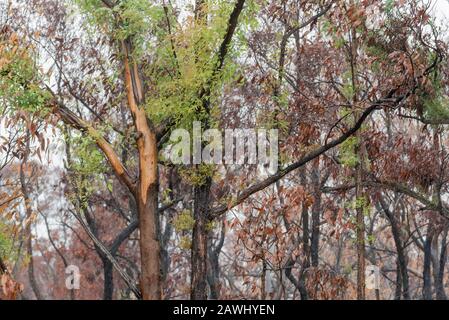 Tarmoor NSW Australie 9 février 2020: De nouvelles pousses vertes de croissance apparaissent sur des arbres à eucalyptus dans une propriété brûlée brûlée dans les feux de décembre 2019. Les régions orientales de la Nouvelle-Galles du Sud ont, au cours des dernières semaines, reçu beaucoup de pluies nécessaires qui ont rempli des barrages de ferme, des jardins luxuriants et ont commencé à récupérer le feu ravage le brousse. Crédit Photo Stephen Dwyer Alay Banque D'Images