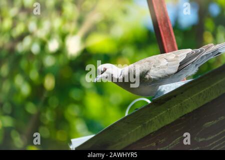 Gros plan photo d'un oiseau pigeon de Streptopelia décaocto debout sur un toit avec un fond vert de la nature, Ialomita, Roumanie Banque D'Images