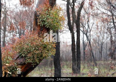 Tarmoor NSW Australie 9 février 2020: De nouvelles pousses vertes de croissance apparaissent sur des arbres à eucalyptus dans une propriété brûlée brûlée dans les feux de décembre 2019. Les régions orientales de la Nouvelle-Galles du Sud ont, au cours des dernières semaines, reçu beaucoup de pluies nécessaires qui ont rempli des barrages de ferme, des jardins luxuriants et ont commencé à récupérer le feu ravage le brousse. Crédit Photo Stephen Dwyer Alay Banque D'Images