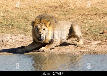 Magnifiques Lions Africains Banque D'Images