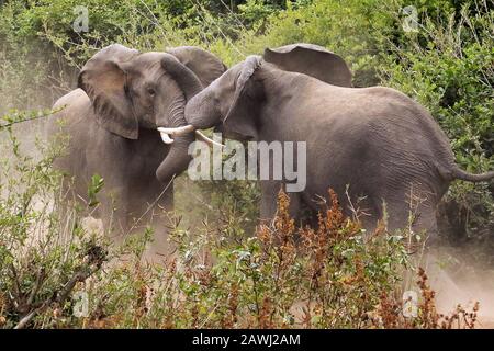 Éléphants Dans Les Piscines De Mana, Au Zimbabwe Banque D'Images