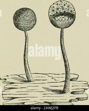 Introduction à l'étude des champignons : leur organographie, leur classification et leur distribution pour l'utilisation de collecteurs . que les sporanges sont crowdeduntogether de manière à former un aethalium, qui est appliqué à une agglomération ag de sporanges. Le Crih-rariae comprend les genres Enteridium,Clathroptychium, Criljraria et Dic-tydium, dans tous les objets très élégants que les perforatedsporanges sont des objets très élégants. Les caractéristiques subsidiaires des genres théréveraux ont la référence chieflyto à la manière des perforations.In Cribraria la partie permanente du sporangium forme d'un réseau (Fig. 141), Banque D'Images