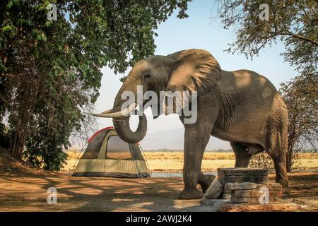 Éléphants Dans Les Piscines De Mana, Au Zimbabwe Banque D'Images