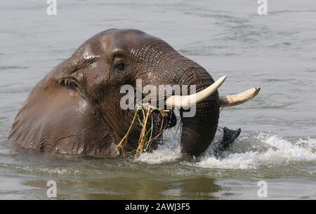 Éléphants Dans Les Piscines De Mana, Au Zimbabwe Banque D'Images