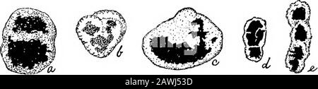 L'alésage profond à l'épi . Figure 8. Ammodiscus sp., a, 3755, 3775, 3795, 3820, 4150, 4260,4275, 4300, 4330, 4340, 4360, 4365, 4375, 4400, 4420, 4430, 4450, 4460 pieds sous la surface; b, 4275-4280, 4330-4335, 4340-4345, 45-43640 pieds; 4350-4340 pieds; 4350-4340 pieds; 4350-43645 pieds; 4350-4350-4350-43645 pieds; 4350-4350-4350-4350-43645 pieds; 4350-4350-4350-4350-4354354354350-4350-4354354350-4354354354354364 4350-4355, 4360-4365, 4365-4370, 4375-4380, 4385-4390, 4405-4410, 4415-4420, 4425-4430, 4445-4450 pieds ; h, 4380-4385,4385-4390, 4480-4485 pieds. X 40. Quelques tests plus ou moins en forme de disque ou de cône avec un unevenexter Banque D'Images