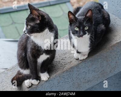 Deux chatons femmes noir et blanc assis à l'extérieur Banque D'Images