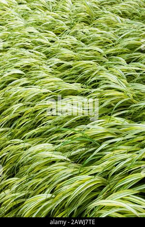 Magnifique herbe ornementale à feuilles longues, verte et blanche, de couleur jaune et variée, qui pousse dans un jardin extérieur. Banque D'Images