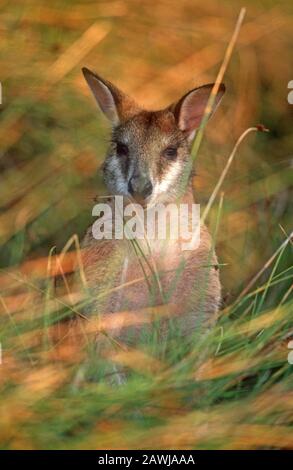 WALLABY AGILE EN HERBE, STRADBROKE ISLAND, MORETON BAY, LA CÔTE D'OR DU QUEENSLAND, AUSTRALIE. Banque D'Images