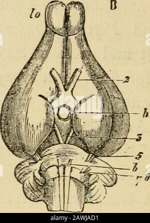 L'évolution de l'homme : une exposition populaire des principaux points de l'ontogénie et de la phylogénie humain . Fig. 230.—cerveau de lapin: A, du côté dorsal; B, du côté theventral; lo, lobules olfacins; I., cerveau avant; 7 i, hypophyse à la base du cerveau brindix; III., cerveau moyen; IV., cerveau arrière; V., cerveau après-cerveau; 2, optinerf; 3, nerf moteur de l'œil; IV. 5-8, cinquième à huitième nerfs du cerveau.Dans UN, la surface supérieure de l'hémisphère droit (I.) est enlevée, soque les corps striés (corpora striata) peuvent être vus dans sa chambre latérale (yentriculus lateralis). (Après Gegenbaur.) Mammifères A Banque D'Images