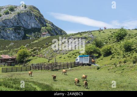 Les vaches sortent de la voiture dans le corral Banque D'Images