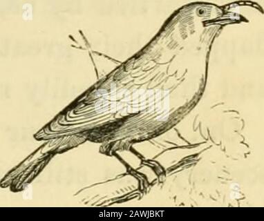 Brésil et les Brésiliens : dépeint dans des croquis historiques et descriptifs . re bois lointains nous pouvions entendre le son parfois dur et parfois musquement solennel de l'uruponga, ou le groobus, faisant résonner l'air avec sa note particulière et solitaire. J'ai écouté de nouveau et encore ces oiseaux dans mes voyages dans différentes parties du Brésil, mais je n'ai jamais eu la chance de voir mais un, et c'était dans la province de San Paulo. Le son que theuruponga (ce qu'un onomatpe autochtone doux !) envoie variesLittle, mais on peut toujours dire qu'il est métallique. Pour l'entendre fromafar Banque D'Images