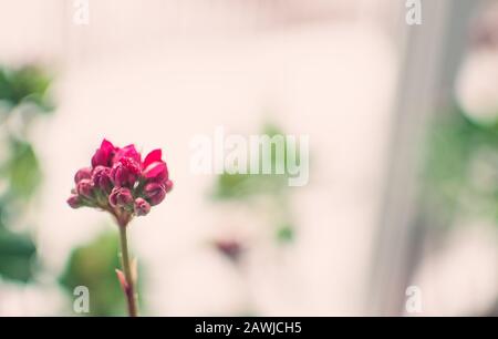 Têtes florales d'automne rose vif de sedum succulent ou de Hylotelephium spectabile, une plante de glace ou de grès, dans un pot d'argile sur un seuil de fenêtre. Modèle pour Banque D'Images