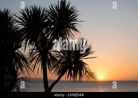 A Cabbage Palm, Cordyline australis, au lever du soleil en février, croissant près de la ville de Lyme Regis. La ville est située sur la côte jurassique et potul Banque D'Images