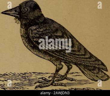 Un graphique physiologique et physionomique original et illustré . ?^^•^•^ =^^.«^-XS-«.*3*&gt;*r-^:^^vrt^ Suspense Small.Owl. Suspense large.Crow. Banque D'Images