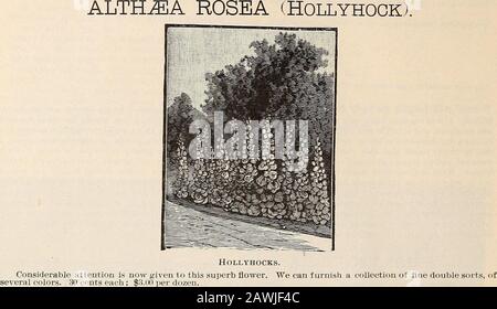 Catalogue général des arbres fruitiers et ornementaux, arbustes, roses, etc . Centre i.ox. PH, fin. La collection ci-dessus de 26 vaeétés de choix, 1 op chacun pour $2.50. 114 ELLWANOER & BARRYS. PLANTES HERBACÉES À FLEURS DE HARDY. Les espèces suivantes collectioii embrassent les variétés anrt les plus souhaitables. Ils sont tous des plantes de beauté et de douche, de la culture easj^, et de diverses saisons de floraison, de mai à novembre. Par une sélection judicieuse, un affichage continu des fleurs peut être obtenu du début du printemps à la fin de l'automne. Prix DES ASSORTIMENTS 13 espèces et variétés, notre choix 35 50 100 Banque D'Images