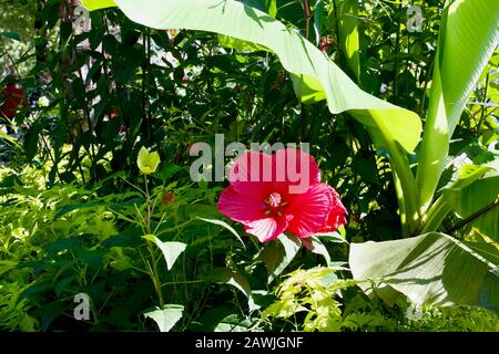 Le lac de Genève, Montreux, Canton de Vaud, Suisse. Banque D'Images