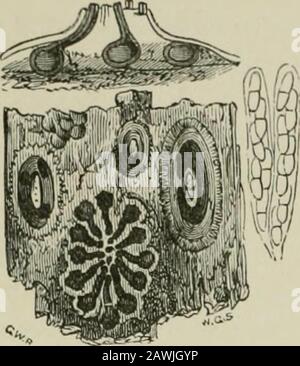 Introduction à l'étude des champignons : leur organographie, leur classification et leur distribution pour l'utilisation des collectionneurs . INTRODUCTION À L'ÉTUDE DES CHAMPIGNONS MCLACCONIUM. Chez certaines espèces, on a trouvé que les périthécithecieasquiées grandissent au milieu des pustules ofconidies, et dans d'autres étroitement associées aux pustules contiguës. Dans un autre genre, celui de Pseudovalsa, les sporidies sont septées et colorées, mais il n'y a pas de Mcellconium à qui les espèces sont liées. AVhen thesporidia sont unisepte ils tombent intole sous-genre Valsaria, mais quand thréeor plus septote dans le subgenusAglaospora. Banque D'Images