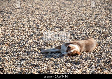 Un chien errant dormant sur une plage en hiver soleil Banque D'Images