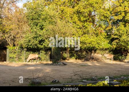 Berlin, Allemagne - 7 octobre 2019: Berlin Zoological Garden, l'oryx sud-africain, un grand antilope gemsbok Banque D'Images