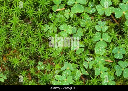 L'oseille de bois (Oxalis acétosella) et le chapeau de banque (Polytrichastrum formosum) sur un sol boisé après la pluie à la fin de l'été. Banque D'Images
