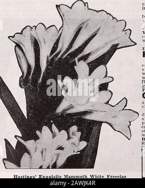 Catalogue . Hastings Mammoth Crocus le Crocus est la première fleur à fleurir au printemps. En outre, il est souvent vu alors que la neige couvre toujours le sol. Dans le sud, il est parfaitement dur et peut être laissé dans le sol à la floraison pendant des années. La plupart des autres choses de beauté semblent avoir peur du gel, du traîneau, de la neige et de tous les temps froid, mais le Crocus non nauté dehors avec sa belle apparence et nous permet de savoir que le thatspring est sur son chemin. Les crocuses peuvent être plantées pour des effets de lit avec d'autres ampoules et fleuriront et être en dehors du chemin avant que les autres ampoules ne font l'apparence. Ils peuvent également être cultivés Banque D'Images
