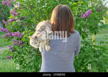 Portrait de femme avec chat gris moelleux. Femme en arrière Banque D'Images