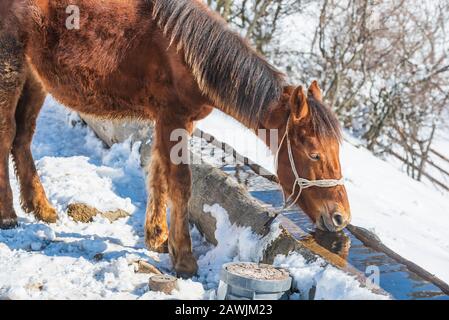 Eau potable de cheval à partir d'un creux lors d'une journée froide d'hiver Banque D'Images