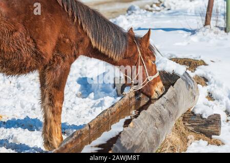 Eau potable de cheval à partir d'un creux lors d'une journée froide d'hiver Banque D'Images