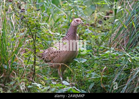 PHEASANT, ROYAUME-UNI. Banque D'Images