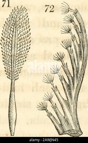 Physiologie animale et végétale, considérée en référence à la théologie naturelle, par Peter Mark Roget .. . questionnement implique l'examen de la fonction d'alimentation, je reporterai sa nouvelle discussionà une partie future de ce traité. En effet, en ce qui concerne la condition mécanique des animalsqui sont si complètement stationnaires, elle est fragile, que la masse entière soit considérée comme un animal individuel d'asone, ou comme un agrégat d'individus distincts. Mais la question est particulièrement importante lorsqu'elle est appliquée à des détachedzoophytes, comme Petmatula, qui sont préméditeuses d'une multitude de types politiques Banque D'Images