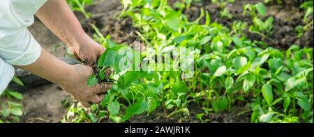 Travailleur avec les semis de poivrons au printemps. Focus sélectif. nature. Banque D'Images