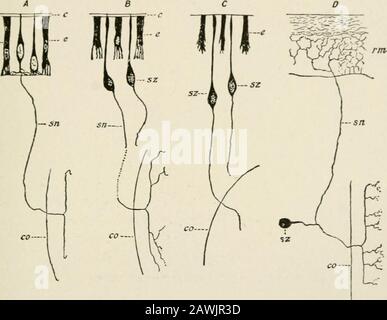 L'anatomie du système nerveux, du point de vue du développement et de la fonction . du système nerveux central dans un certain détail, Mais peut-être a-t-on accordé assez pour suggérer que le système de l'homme représente le point culminant d'un long processus d'évolution qui a commencé par un simple mécanisme sensoriel comme celui des anémones de mer.Nous nous inquiétons d'une étude du système nerveux vertébrés, Presque L'ORIGINE ET FUNI HON 01 Mil SYSTÈME NERVEUX 23 exclusivement avec celle du mammifère, et plus particulièrement avec celle de l'homme.Chez l'homme, nous sommes tellement habitués à penser au système uervous Banque D'Images