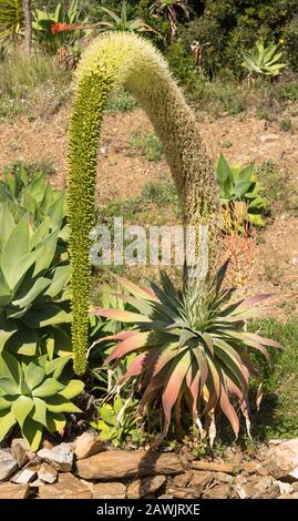 Agave atténuata, queue de lion, plante, cou de cygne, queue de poux, avec tige de floraison, Espagne. Banque D'Images