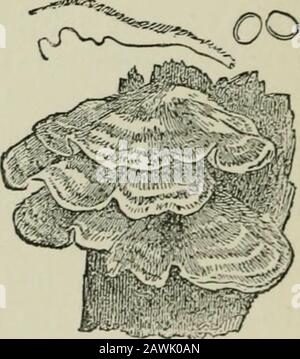 Introduction à l'étude des champignons : leur organographie, leur classification et leur distribution pour l'utilisation des collectionneurs . pileus a une strate distinctive analogue à celle de PolystiduSy avec un intermediatestratum, et un hymenium lisse, même (Fig. 57). L'apparence ressemble étroitement à l'apparence Hymenochaete, à l'exception de l'hyménium isvelveté, avec des processus ressemblant à des poils. À l'exception De Skep-peria, dans lequel le pileus est vertical, la plupart des genres restants sont entièrement réupinés. Ce sont : Conio-pliora, dans lequel l'effuté substanceis membranacé et lisse, avec des s de couleur Banque D'Images