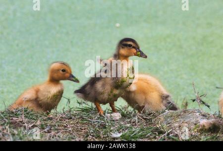 Groupe des canetons de bébé sur la rive d'un lac dans la forêt Banque D'Images