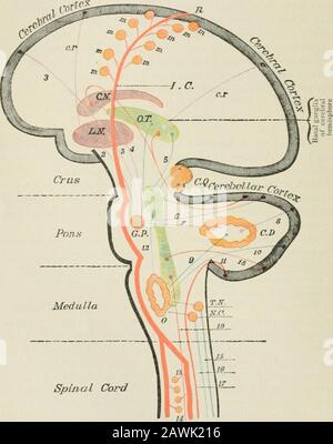 Conférences sur les maladies nerveuses du point de vue de la localisation cérébrale et spinale, et les méthodes ultérieures employées dans le diagnostic et le traitement de ces affections . ses du cerebrum aux muscles des extrémités,—les tractus pyramidaux ^?pyramidaux^ parce qu'ils forment les pyramidsantérieures de la médulla. D'autres transmettent des impressions sensorielles des périphéries aux cellules du cerebrum, ce que l'on appelle les faisceaux ?sensoriels. La matière grise des pons semble être composée de cellules qui serveto interrompent les voies de communication entre le cerebrum et le cerebellum, et aussi entre le TH Banque D'Images